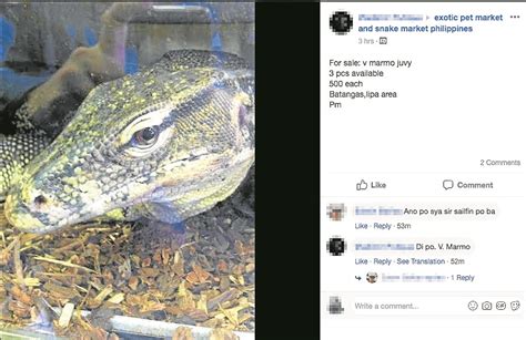 bayawak price|Illegal ‘bayawak’ trade on Facebook goes unchecked.